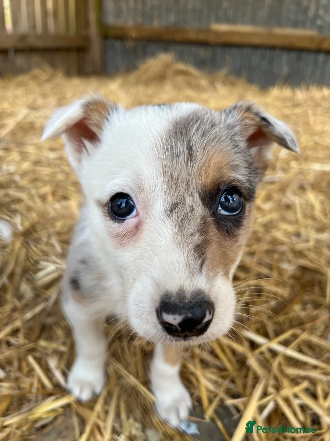 Border Collie dogs for sale: Merle collies for sale 👀 - Advert 10