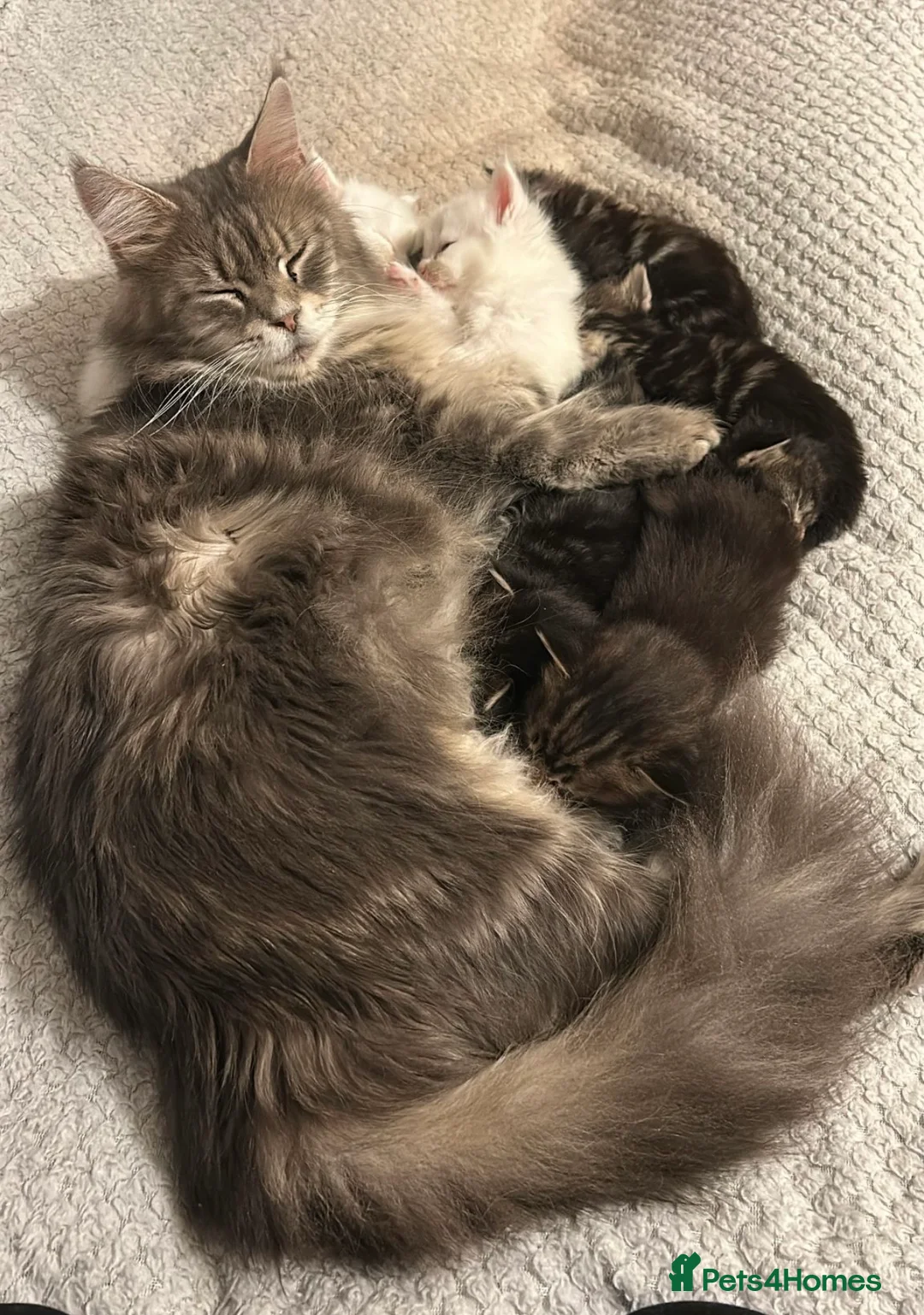 Maine Coon cats for sale: Maine coin kittens available for reservation  in Brighouse - Advert 36