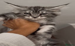 Maine Coon cats for sale: Outstanding pedigree kittens - Image 19