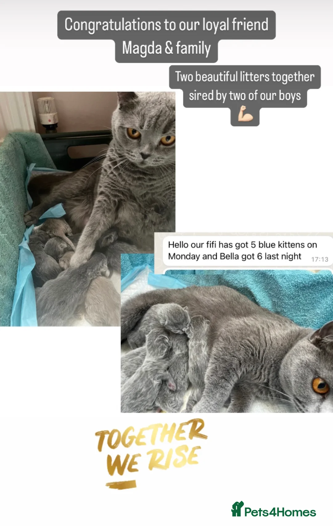 British Shorthair cats for stud: ⭐️ Two Imported Powerhouse Studs ⭐️ in London - Advert 19