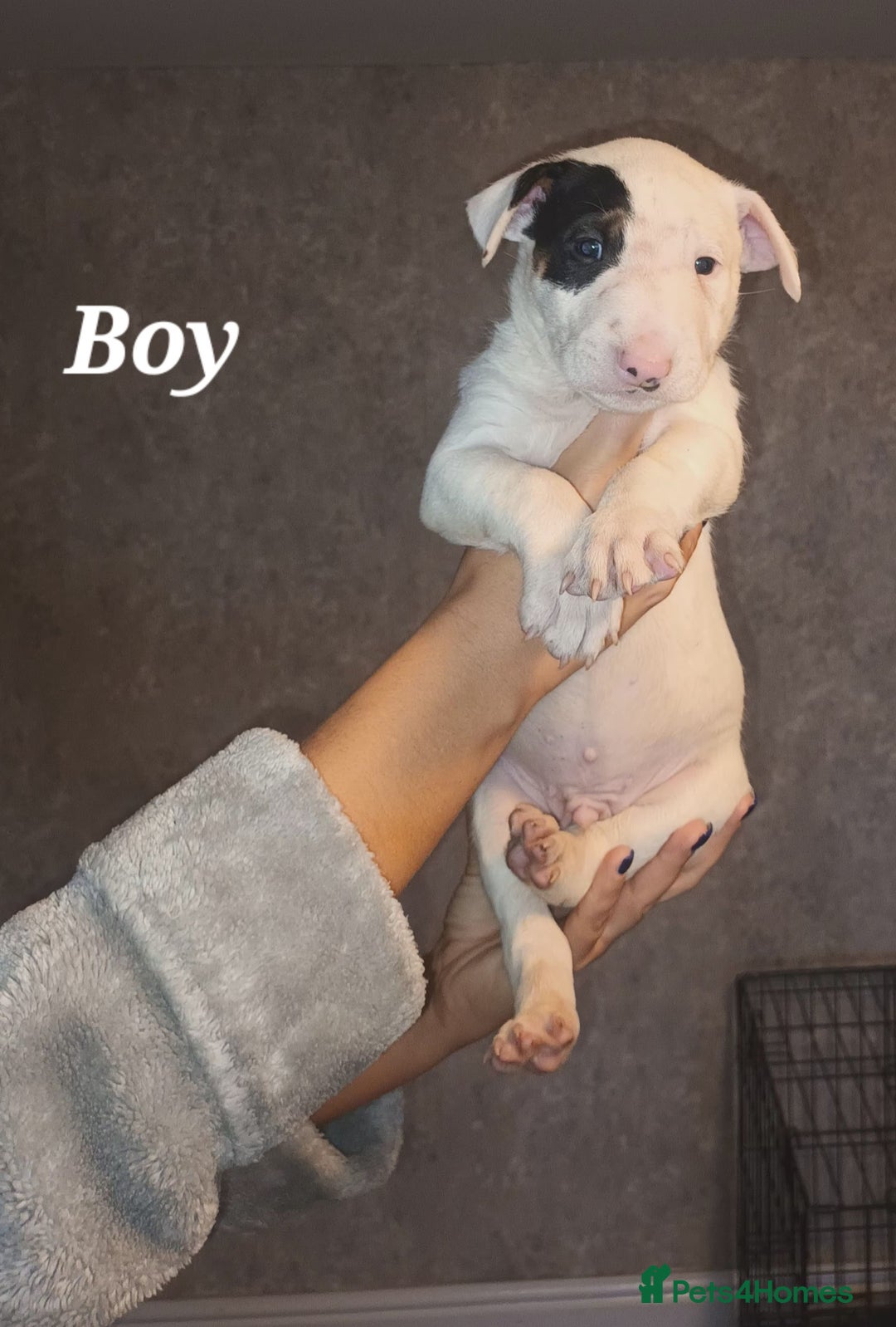 English Bull Terrier dogs for sale: English Bull terrier pups  - Advert 8