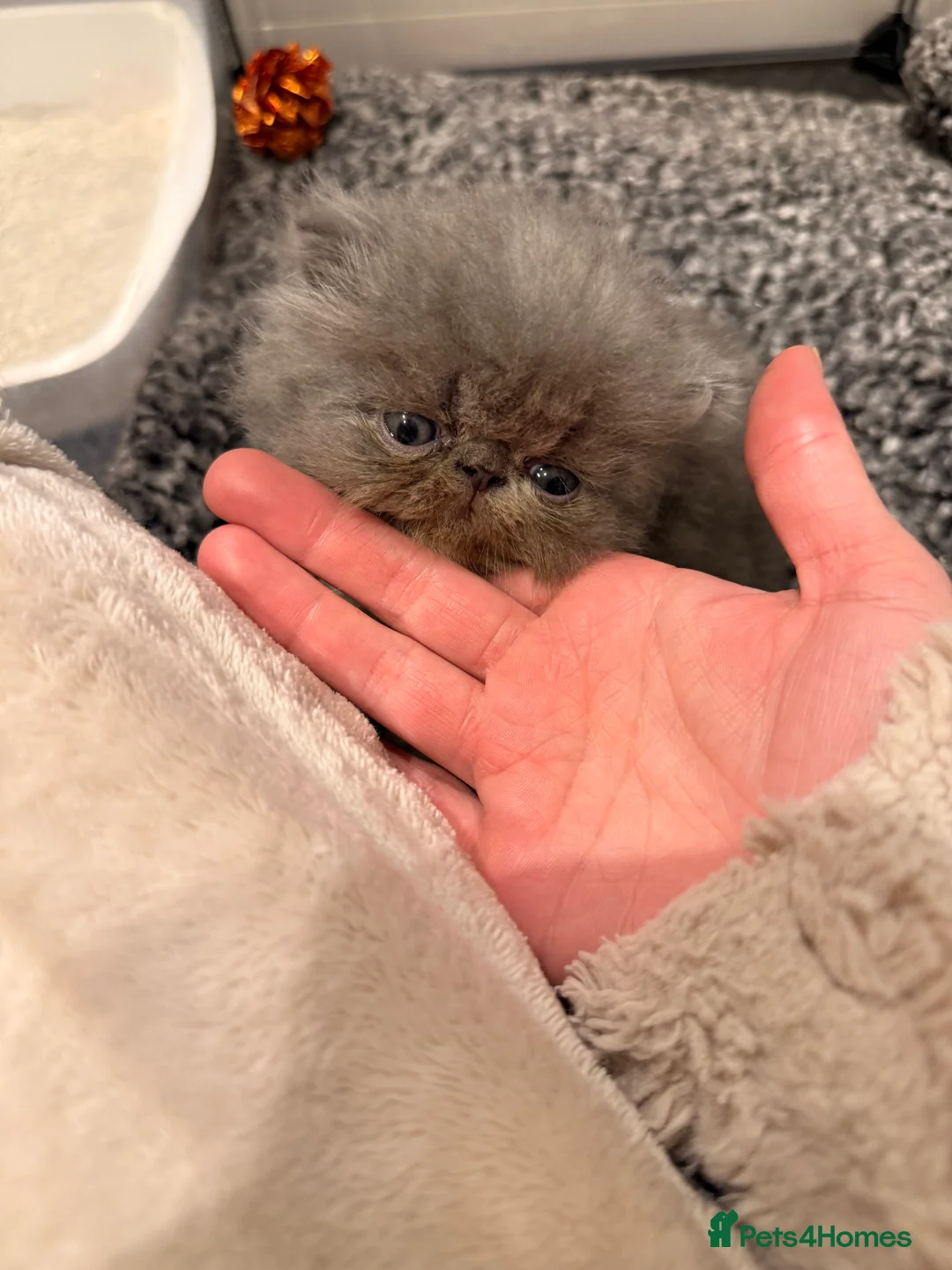 Persian cats for sale: GCCF Registered Blue Persian Kittens  - Advert 14