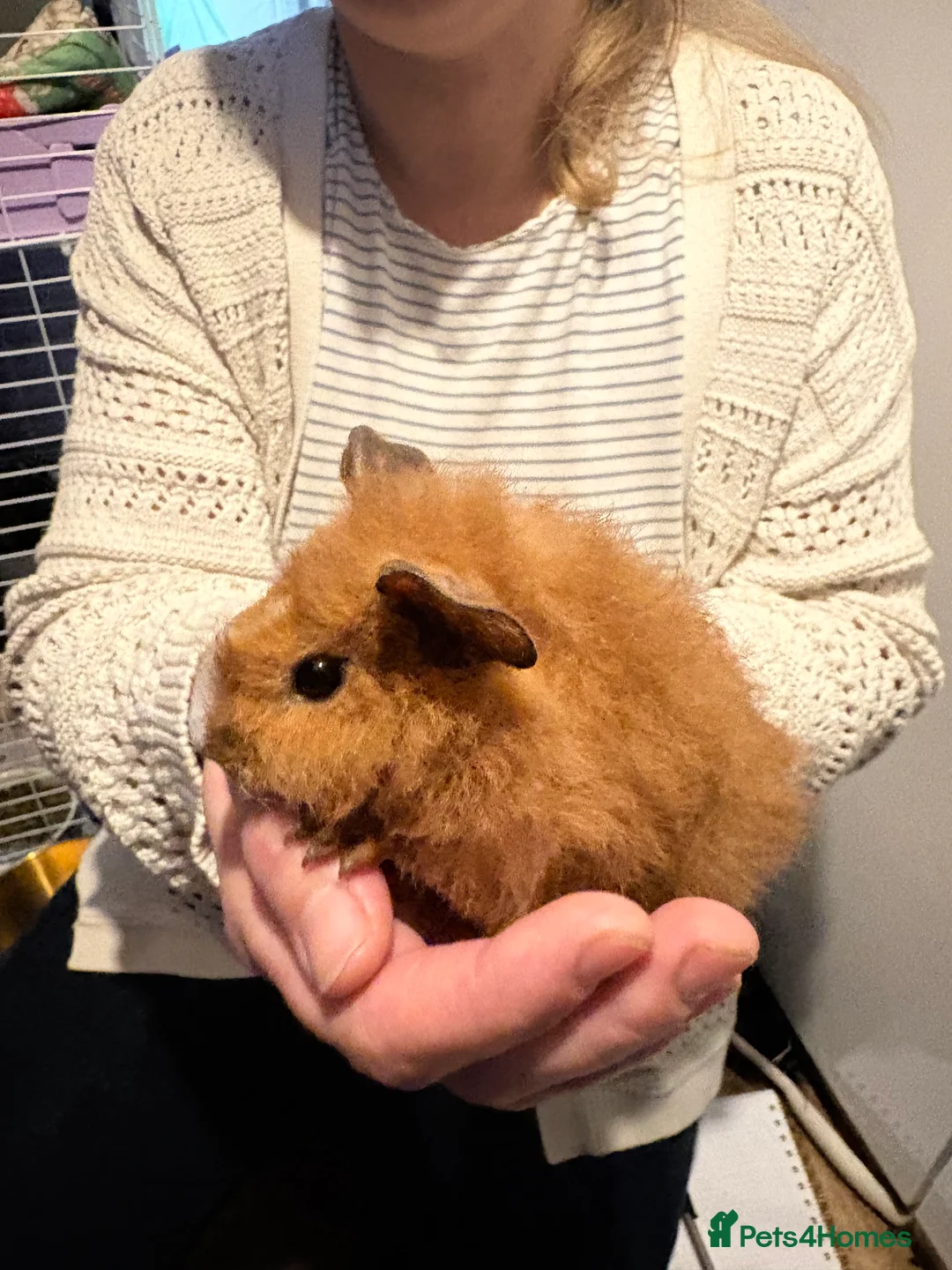 Guinea Pig rodents for sale: 3 beautiful female Guniea pigs for sale  - Advert 2