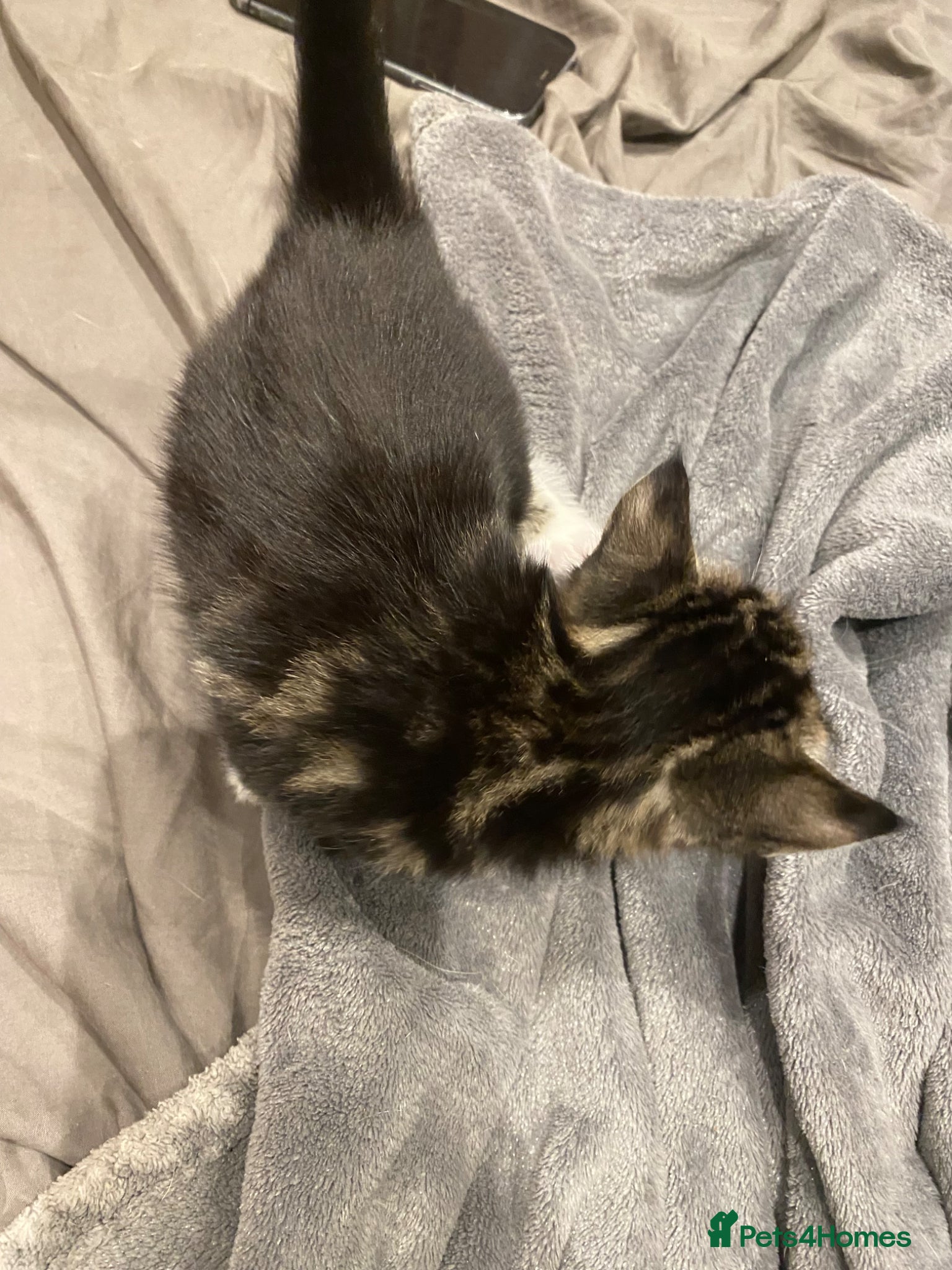 Mixed Breed cats for sale: Beautiful tabby kittens for sale  in Dorchester - Advert 4