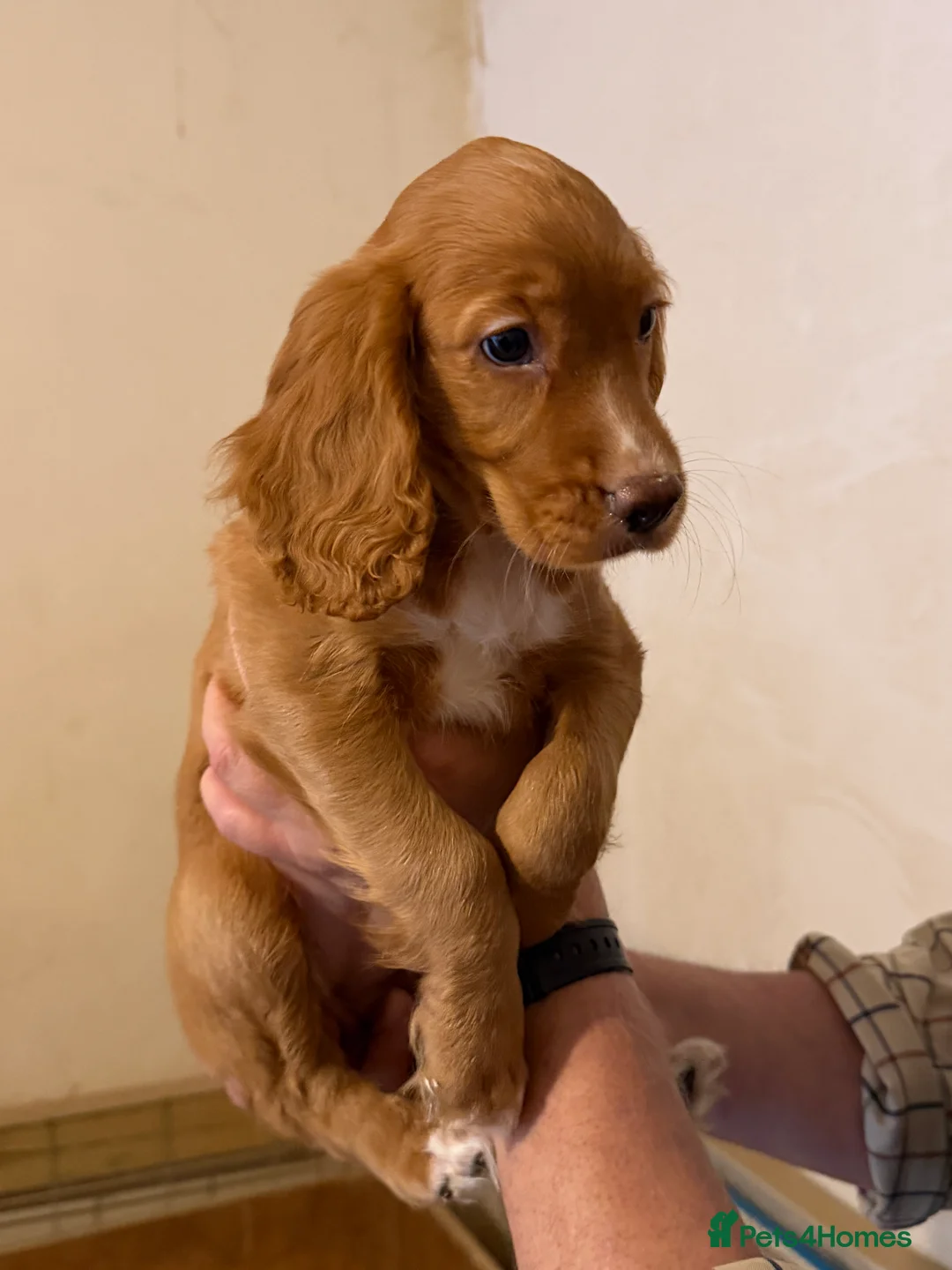 Cocker Spaniel dogs for sale: Working cocker spaniel puppies ready now! - Advert 4