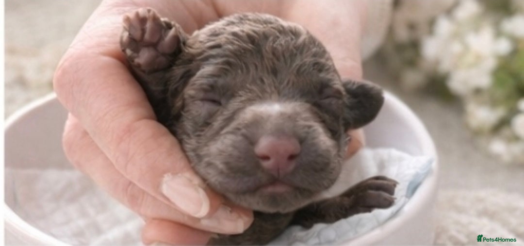 Cockapoo dogs for sale: Stunning F2 Cockerpoo Puppies  - Advert 10