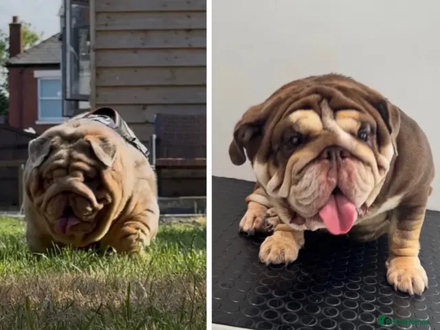 English Bulldog dogs for sale: TOP QUALITY ENGLISH BULLDOG PUPPIES - Advert 2