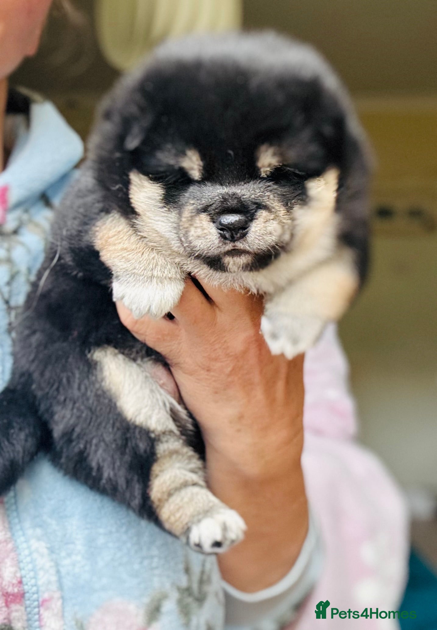 Japanese Shiba Inu dogs KC reg Shiba Black/Tan Boy 8 weeks old 💖 - Advert 13