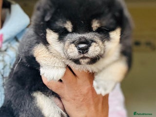 Japanese Shiba Inu dogs KC reg Shiba Black/Tan Boy 8 weeks old 💖 - Advert 9
