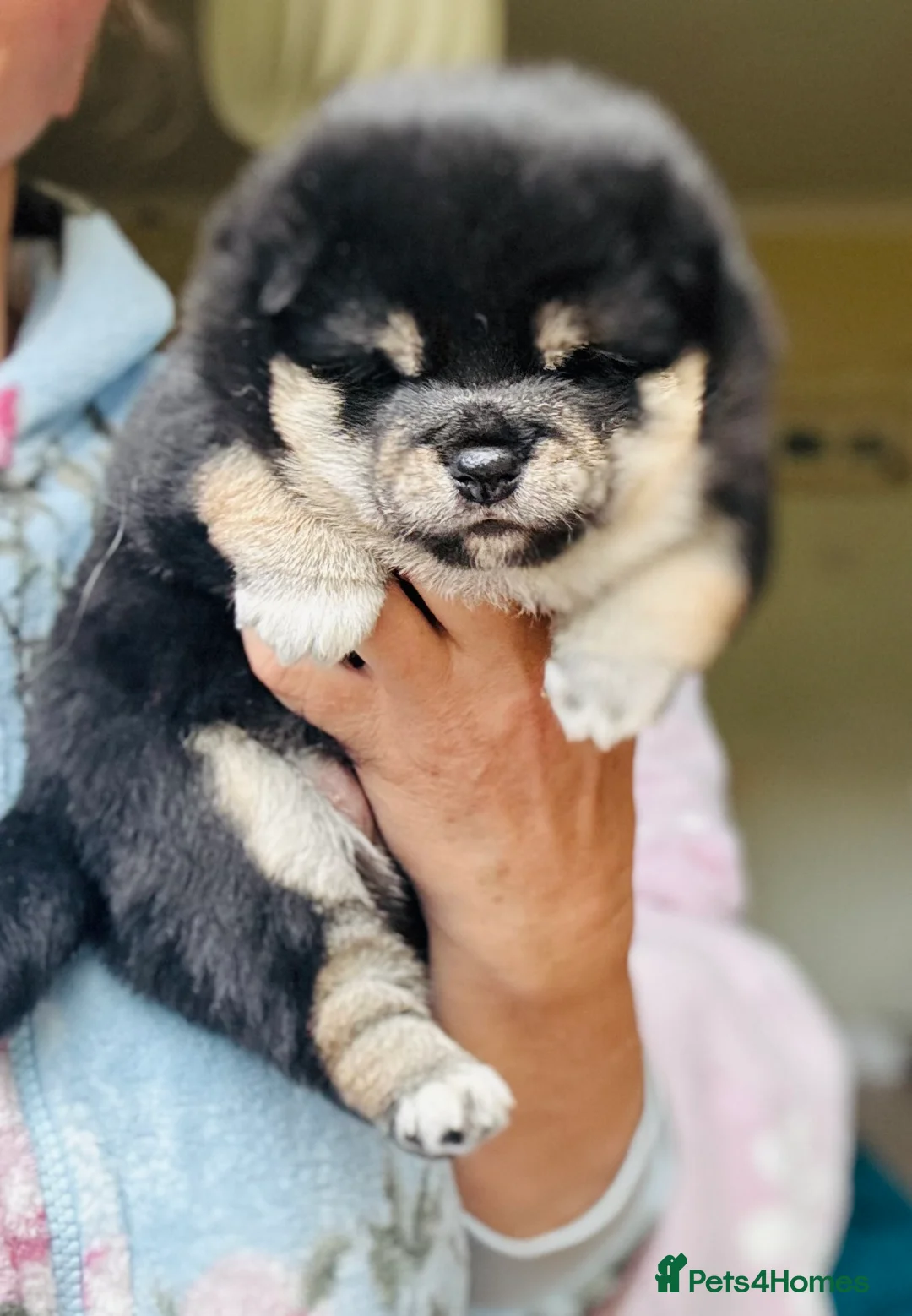 Japanese Shiba Inu dogs for sale: 10 weeks old KC Black/Tan Boy 💖 - Advert 15