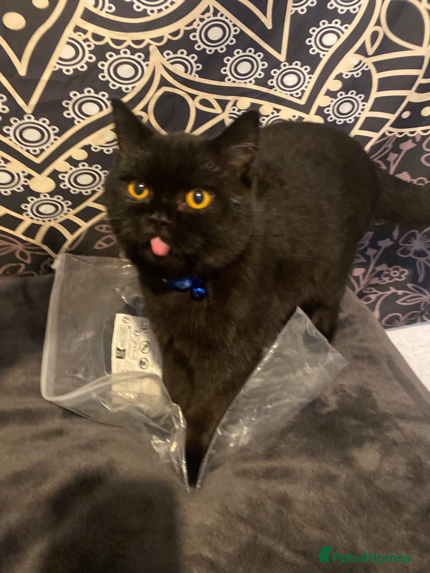 British Shorthair cats 6 month old female black british shorthair - Advert 1