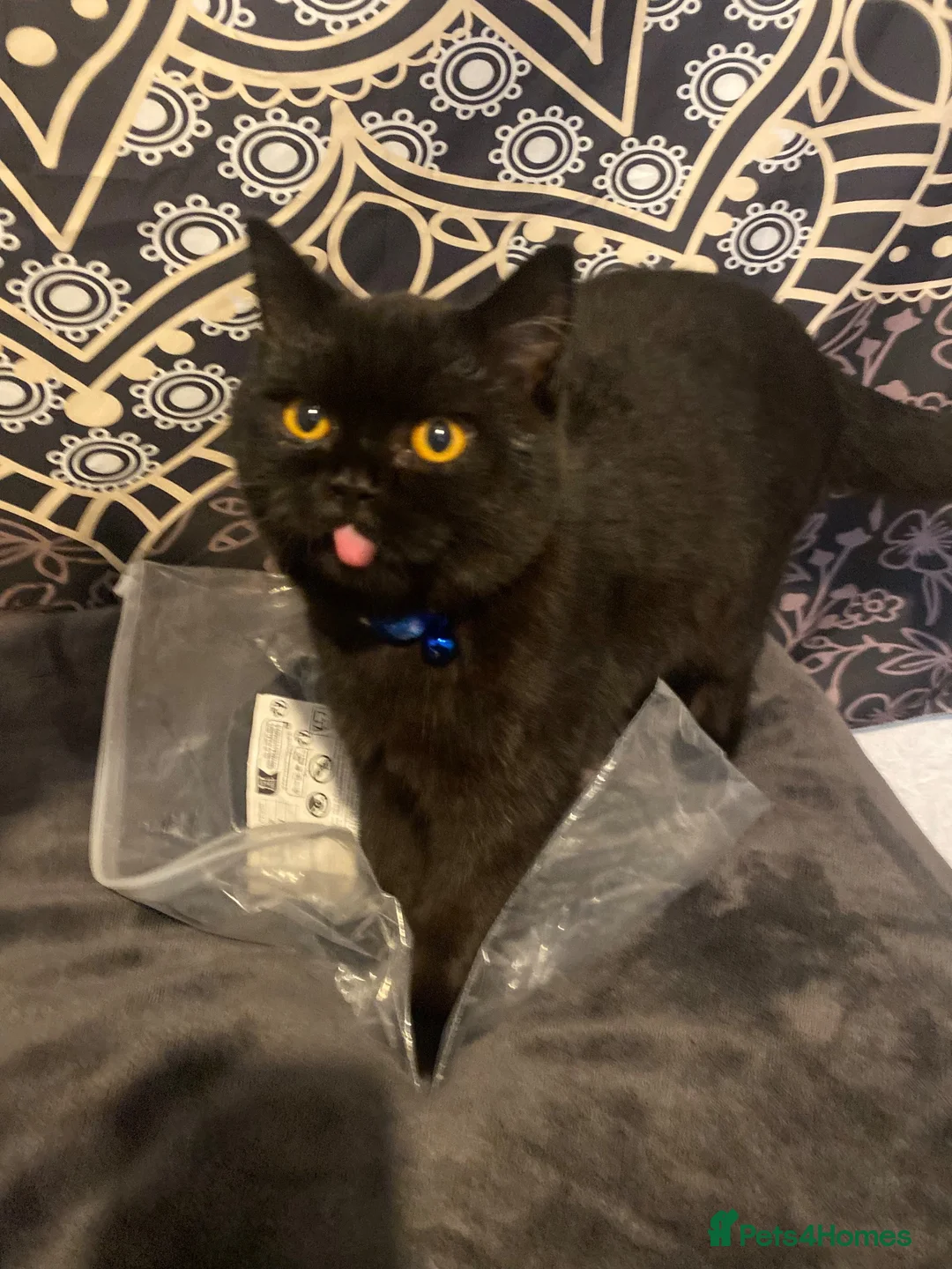 British Shorthair cats for sale: 6 month old female black british shorthair in Bradford - Advert 1