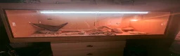 Bearded Dragon reptiles for sale: Bearded dragon  in Southampton - Advert 4