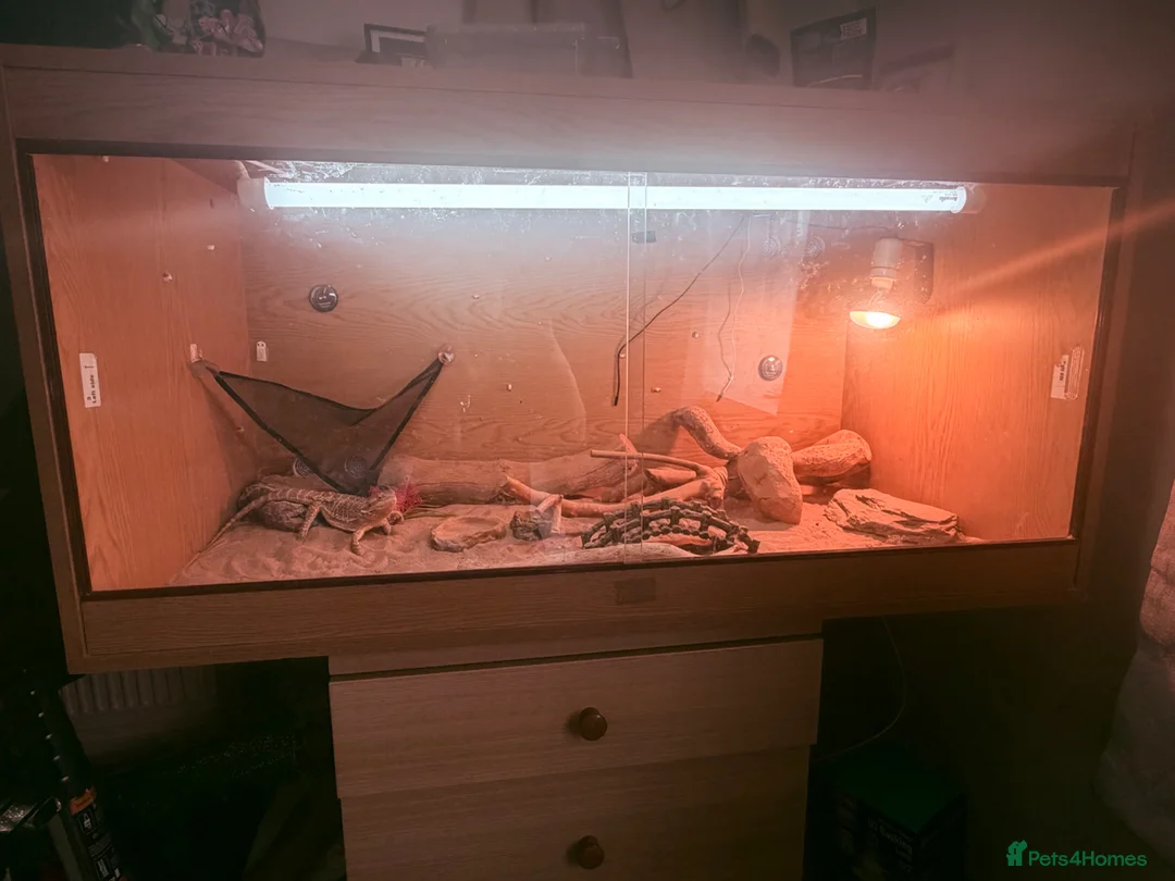 Bearded Dragon reptiles for sale: Bearded dragon  in Southampton - Advert 4