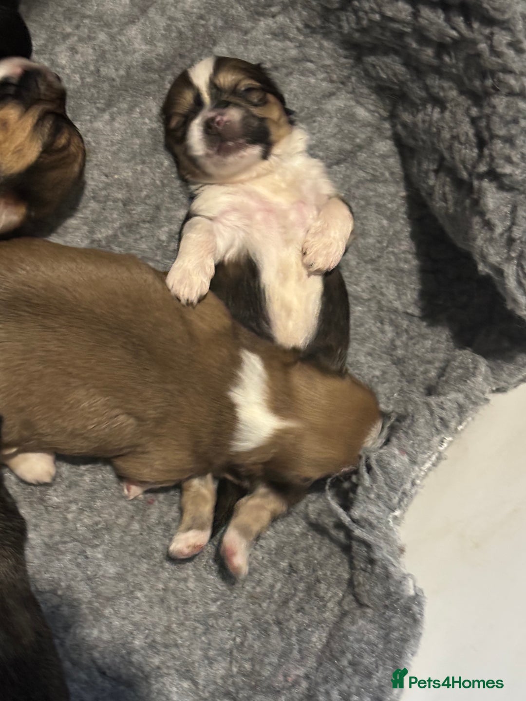 Lhasa Apso dogs for sale: Lhasa Apso Puppies – Tiny Tails, Big Hearts! - Image 3