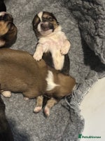 Lhasa Apso dogs Lhasa Apso Puppies – Tiny Tails, Big Hearts! - Advert 1