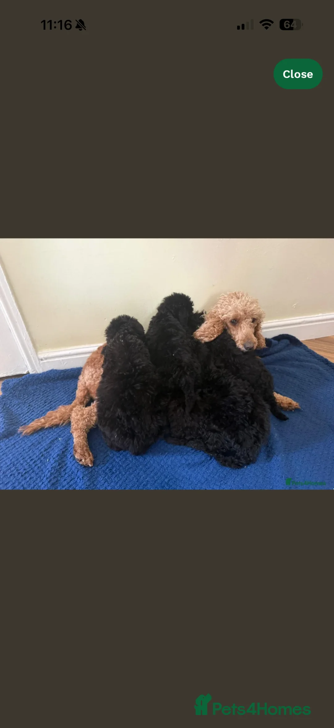 Cockapoo dogs for sale: Black Cockapoo 10 Weeks Old  in Manchester - Advert 5