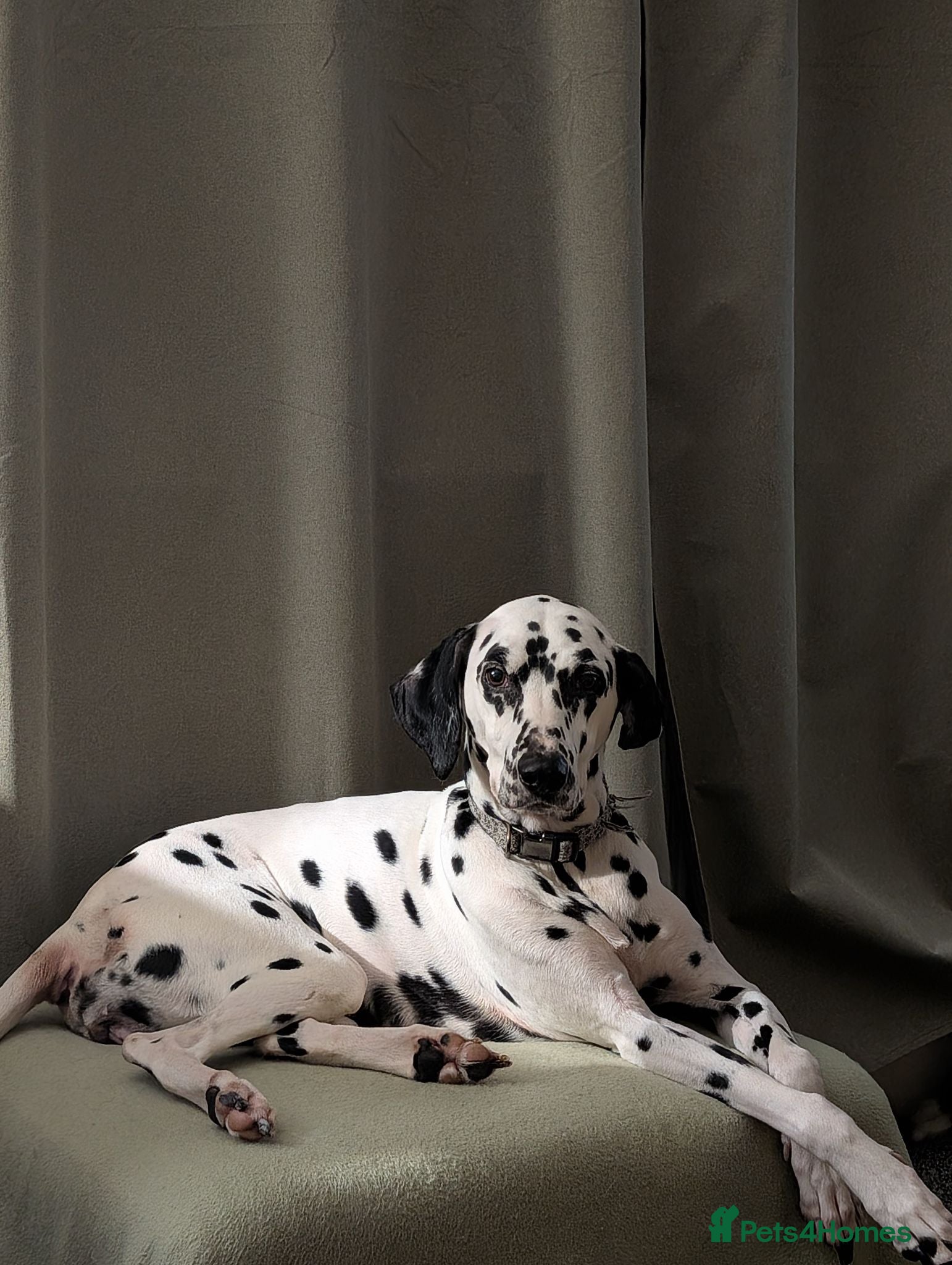 Dalmatian dogs 9 year old dalmatian  - Advert 5