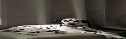 Dalmatian dogs for sale: 9 year old dalmatian  in Pontefract - Advert 1