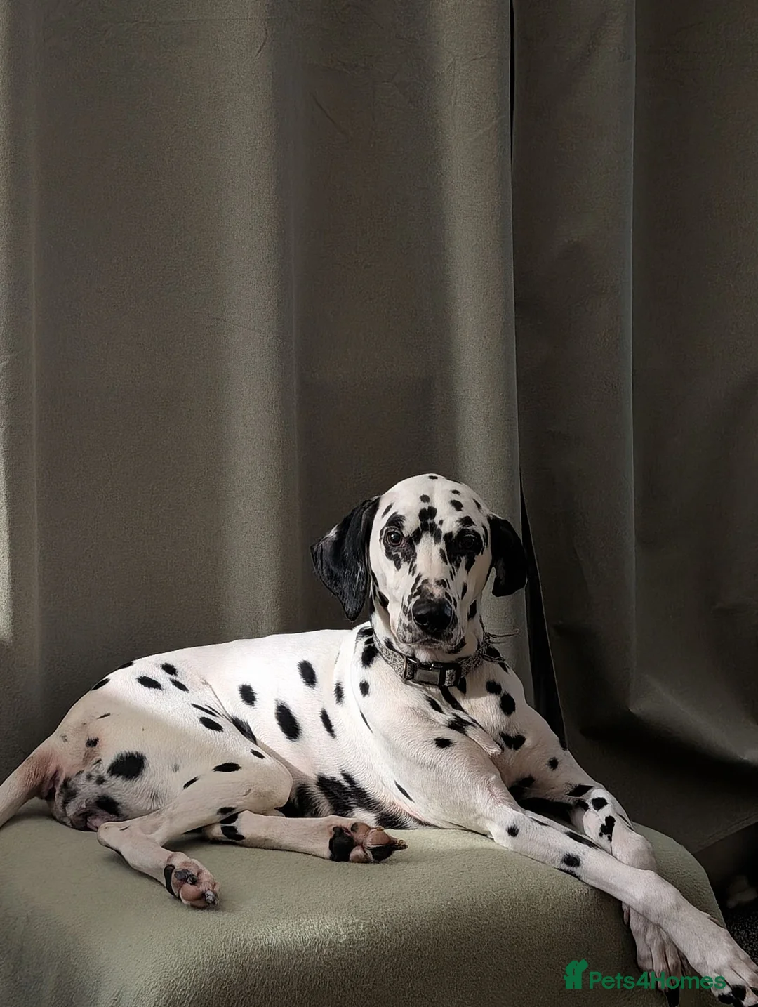 Dalmatian dogs for sale: 9 year old dalmatian  in Pontefract - Advert 1