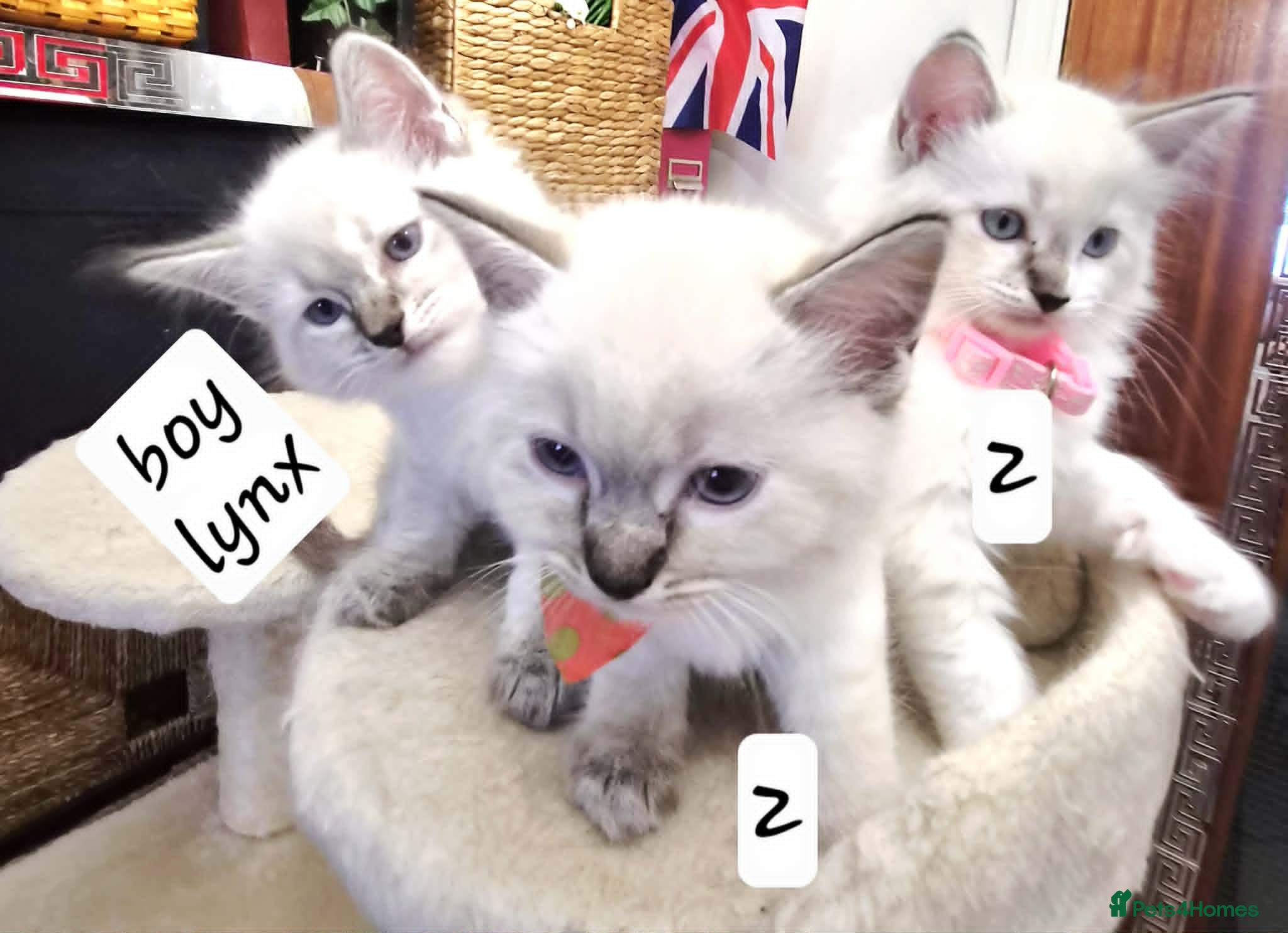Ragdoll cats for sale:  Ragdoll Kittens –  - Advert 1