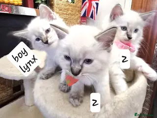 Ragdoll cats for sale: Ragdoll Kittens – - Advert 1