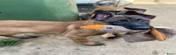 Belgian Shepherd Dog dogs for sale: Belgian Malinois pups ready to leave  - Advert 6