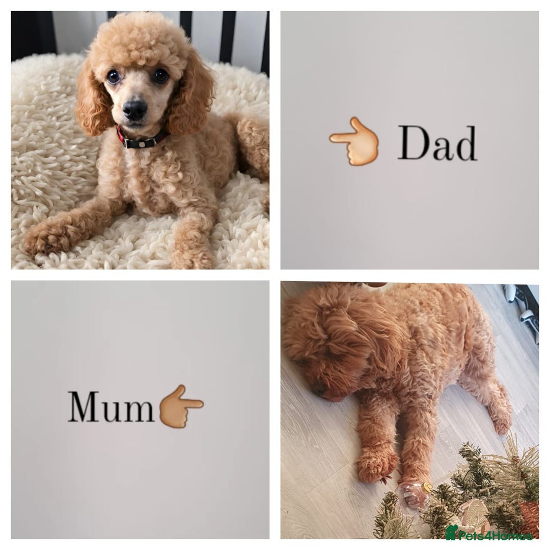 Mini Goldendoodle dogs for sale: Toy Golden Doodles ~ Mini, Loving & Hypoallergenic - Image 10