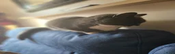 American Shorthair cats for sale: Brother and sister looking for a new home.  - Advert 6
