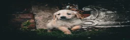 Golden Retriever dogs for sale: Traditional Dark Golden Retriever Puppy’s KC Reg - Advert 8