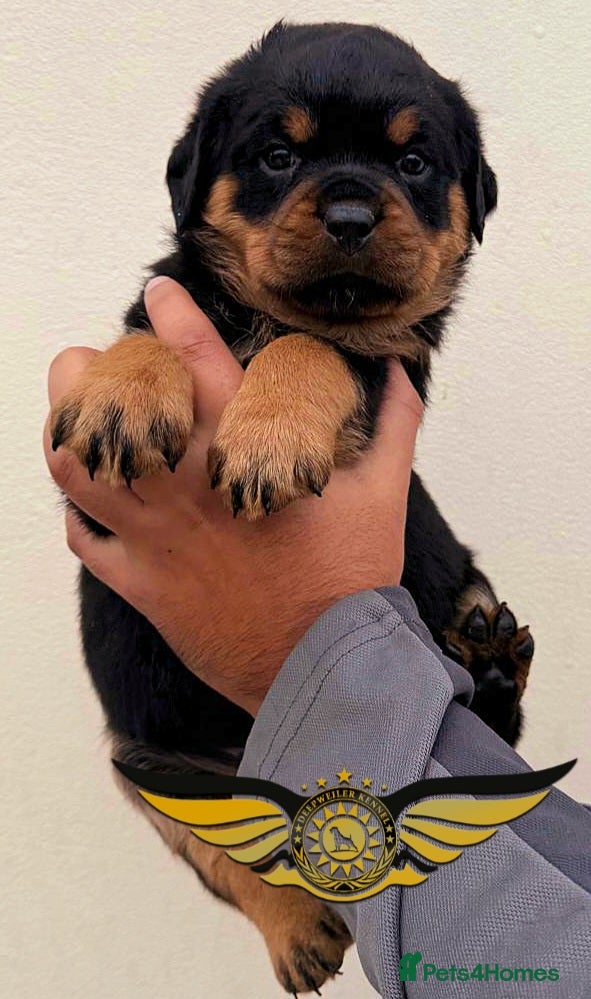 Rottweiler dogs BEAUTIFUL FEMALE ROTTWEILER PUPPIES FULL KC  - Advert 2