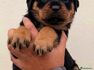 Rottweiler dogs BEAUTIFUL FEMALE ROTTWEILER PUPPIES FULL KC - Advert 3