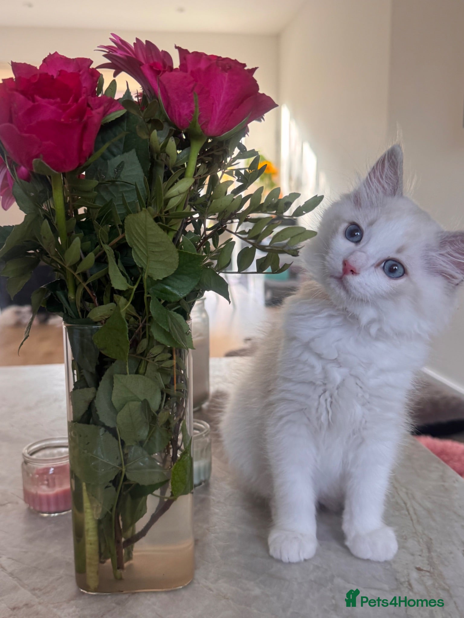 Ragdoll cats High white blue/lilac Bi-Colour Ragdoll Kittens    - Advert 1