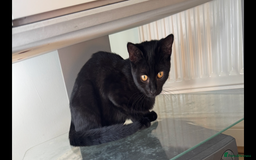 Domestic Shorthair cats for sale: 4 Adorable Kittens Ready for their Forever Homes! - Image 4