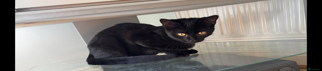 Domestic Shorthair Kitten 3 - Betsy