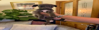 Whippet 2