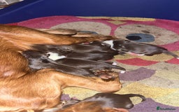 Mixed Breed dogs for sale: Cocker Collie Puppies - Image 8