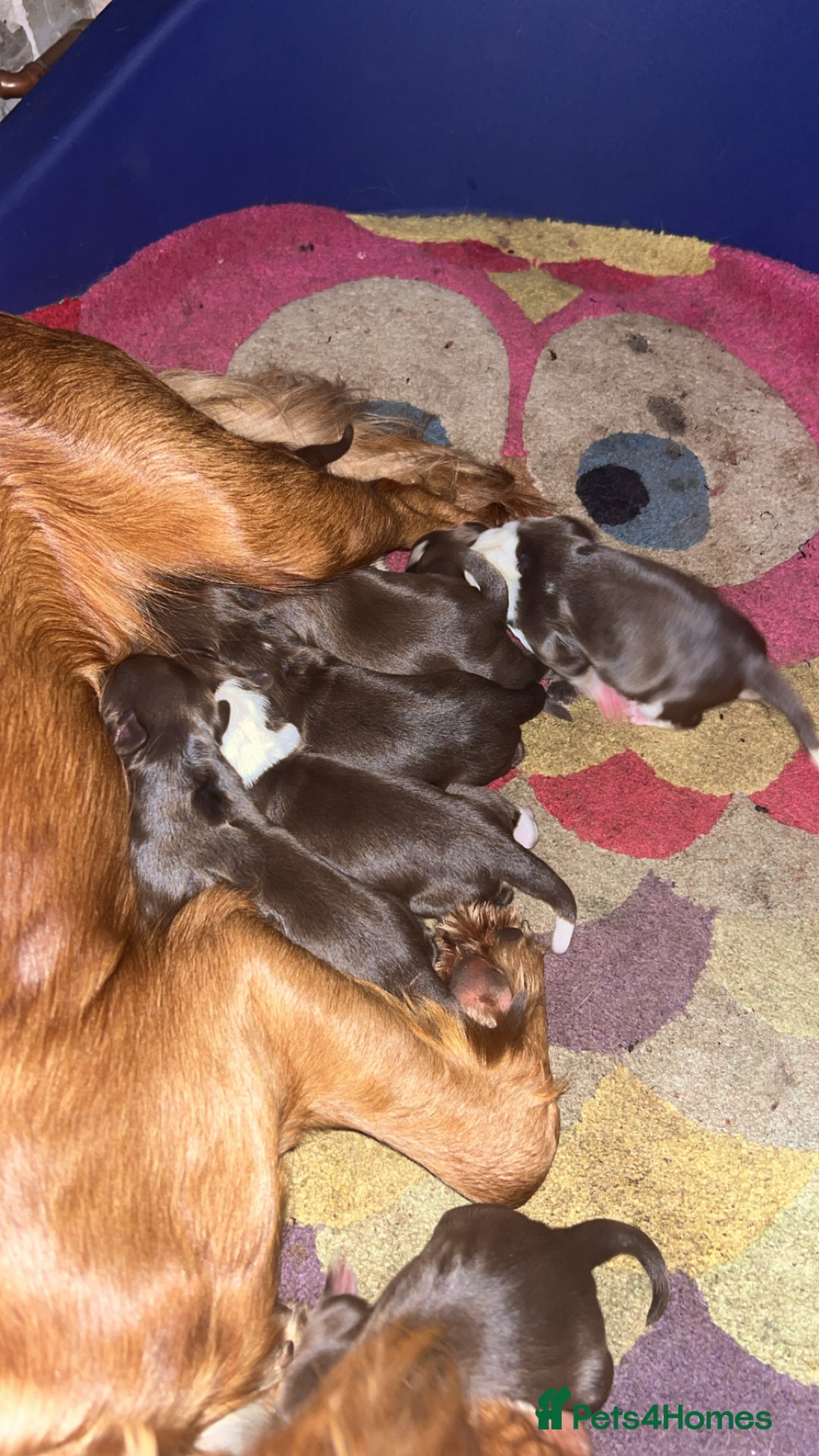 Mixed Breed dogs for sale: Cocker Collie Puppies - Image 8