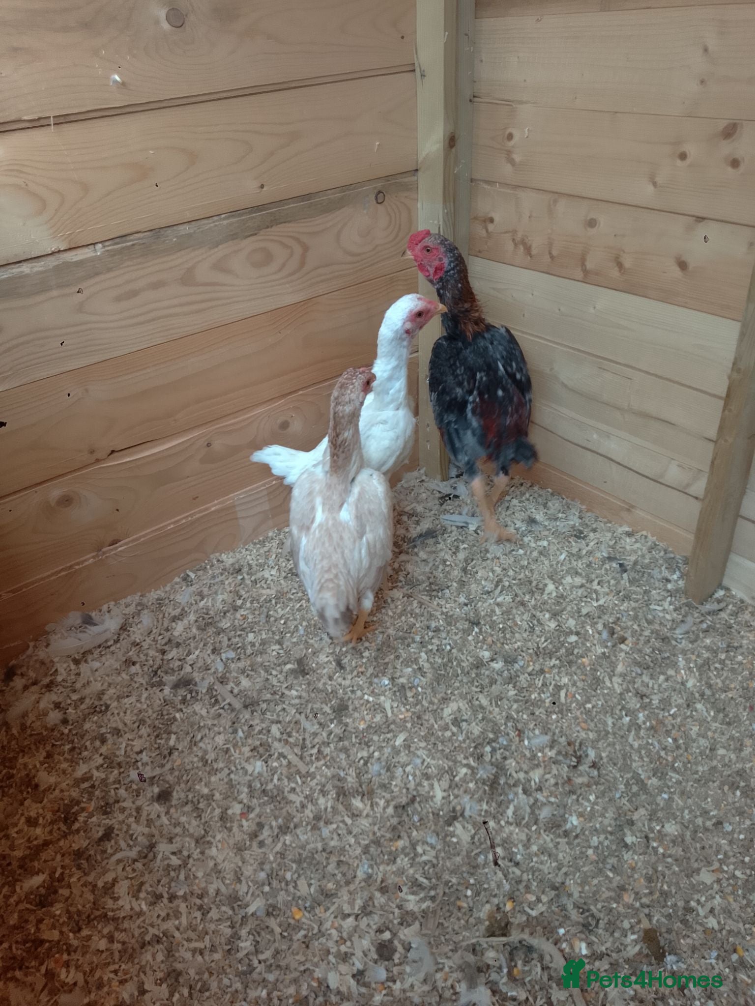 Chickens poultry 3 beautiful Ko Shamo's - Advert 9