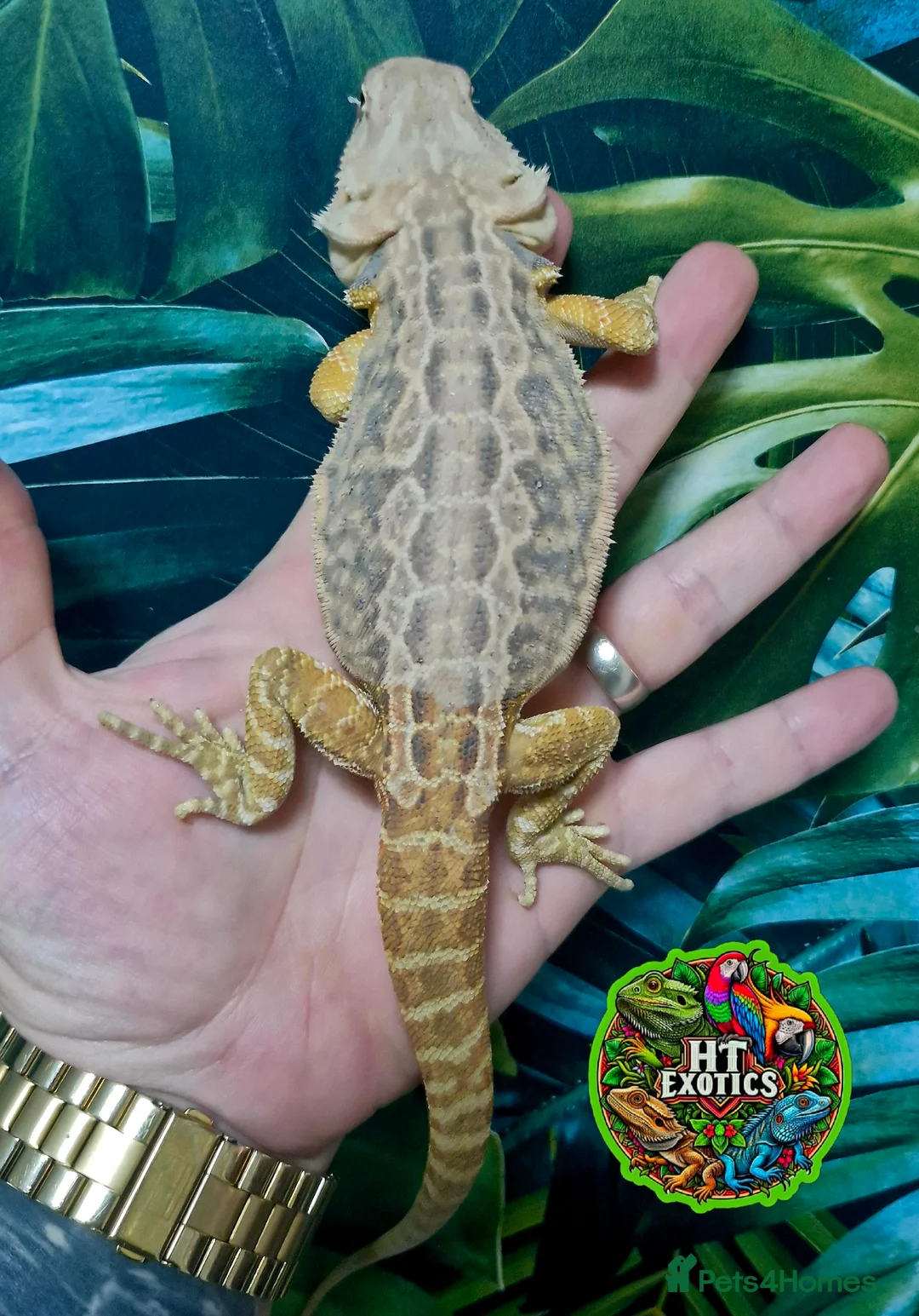 Bearded Dragon reptiles for sale: Bearded dragon Holdback release at HT exotics! - Advert 16