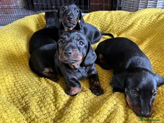 Miniature Dachshund dogs Superb 5 generation KC pedigree Mini Dachshunds 🐶 - Advert 5