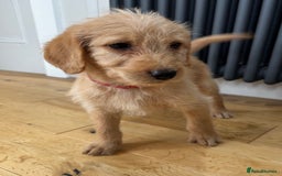 Labradoodle dogs for sale: Outstanding labradoodles from excellent pedigree  - Image 1