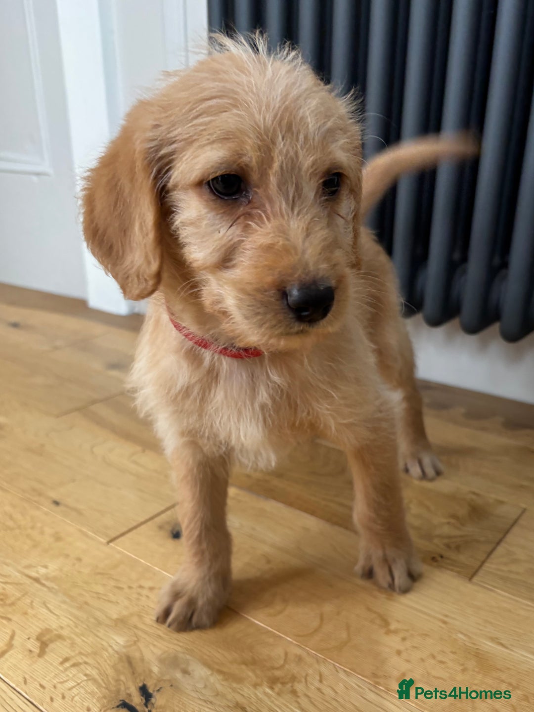 Labradoodle dogs for sale: Outstanding labradoodles from excellent pedigree  - Image 1