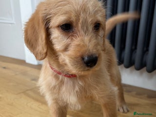 Labradoodle dogs - Advert 2