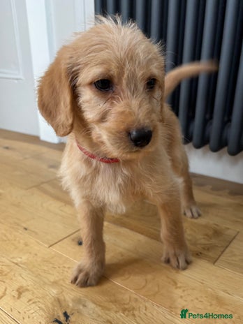 Labradoodle dogs - Advert 1