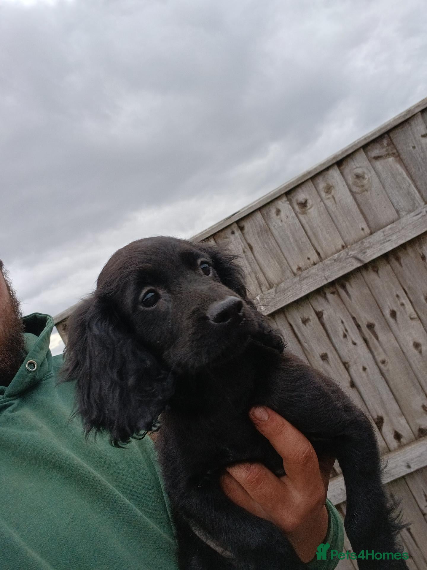 Sproodle dogs Merle Sproodle puppies - Advert 2