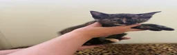 Mixed Breed cats for sale: 5 beautiful kittens  - Advert 7
