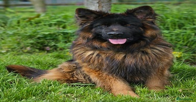 German Shepherd dogs - Advert 2