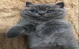 British Shorthair cats for sale: LAST GIRL GCCF British shorthair kittens for Sale - Image 12