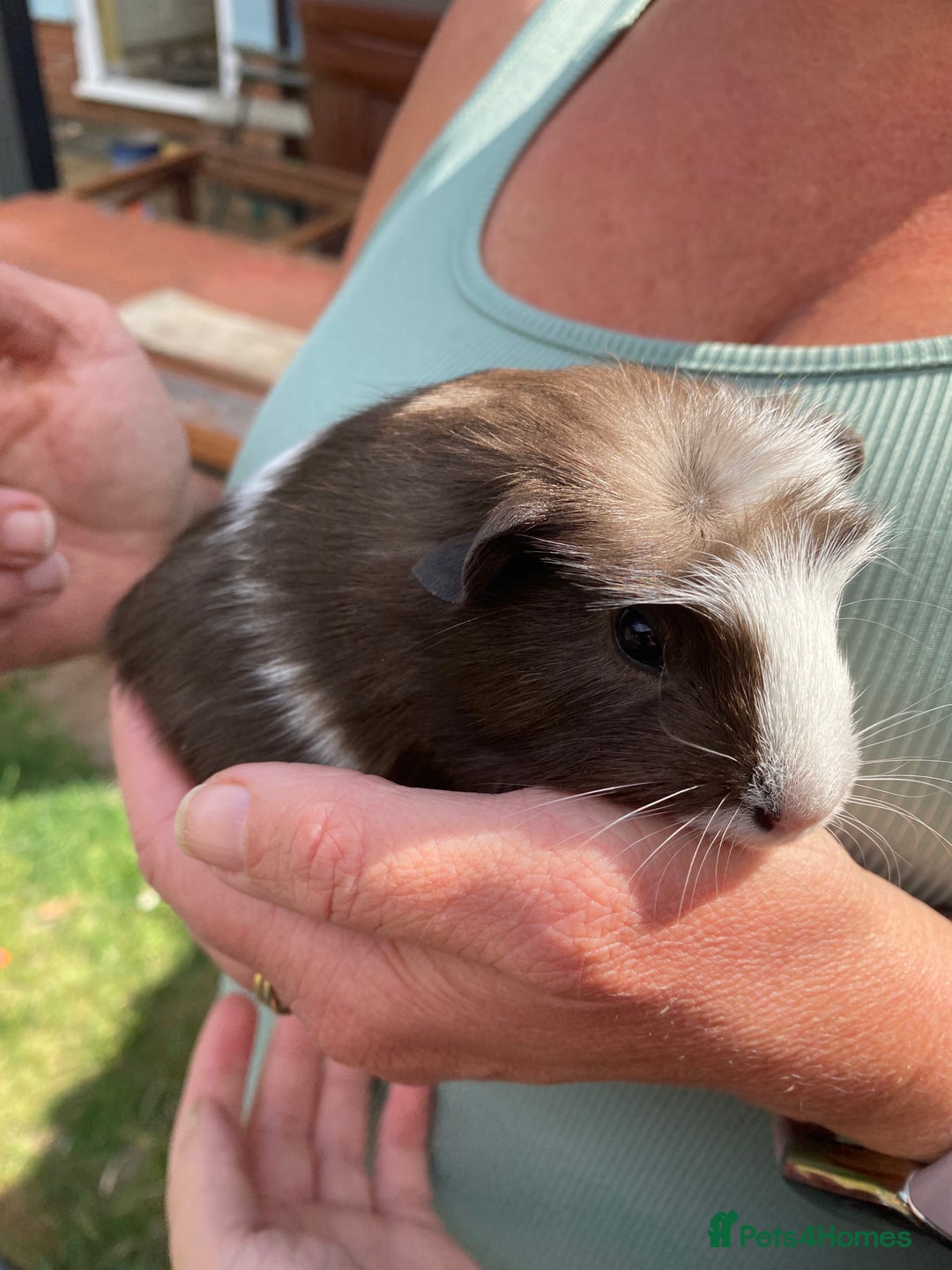 Guinea Pig rodents for sale: 2 male Guinea pigs for sale  - Image 3